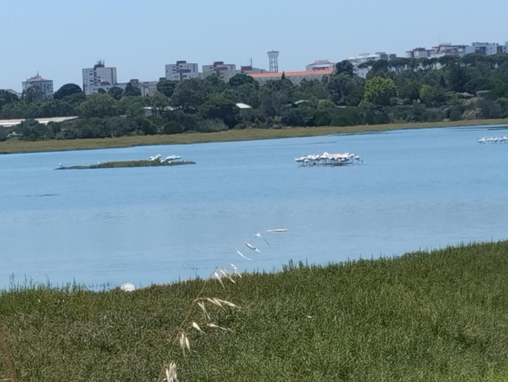 Alojamento Local, Cantinho Verde Corroios Εξωτερικό φωτογραφία